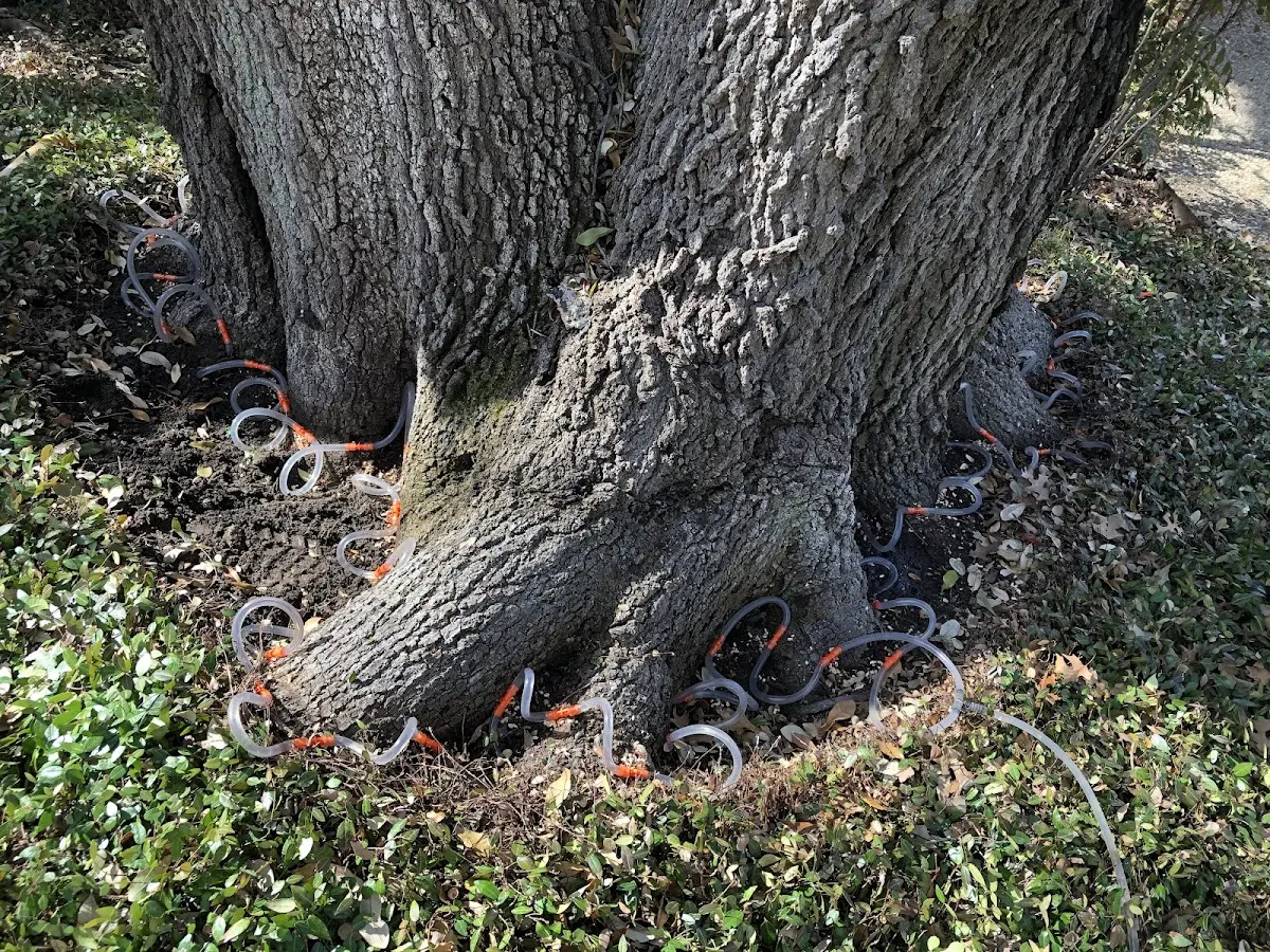 Detailed Tree Cabling and Bracing job site in Golden Valley
