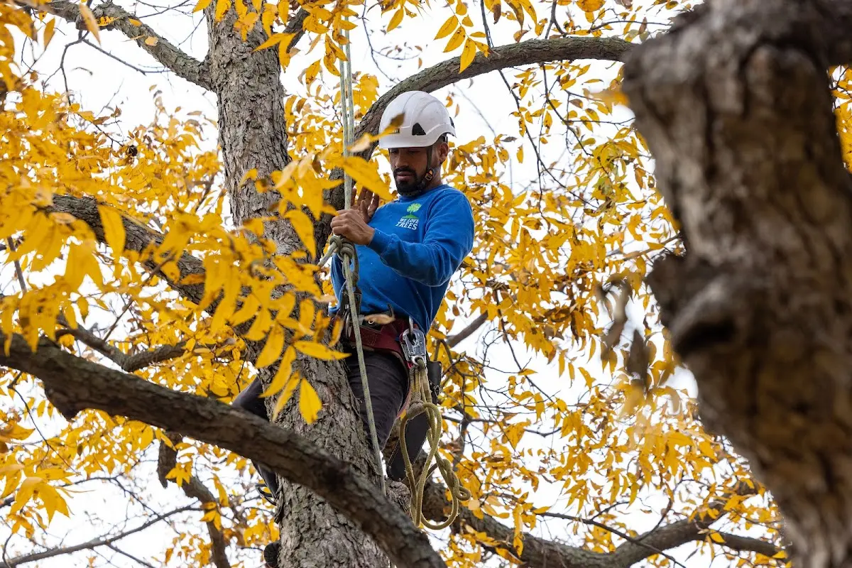 Skilled Tree Planing crew working in Golden Valley