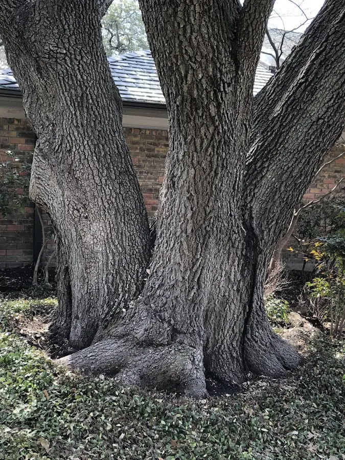 Mature heritage tree close to a Golden Valley property cared for by certified arborists