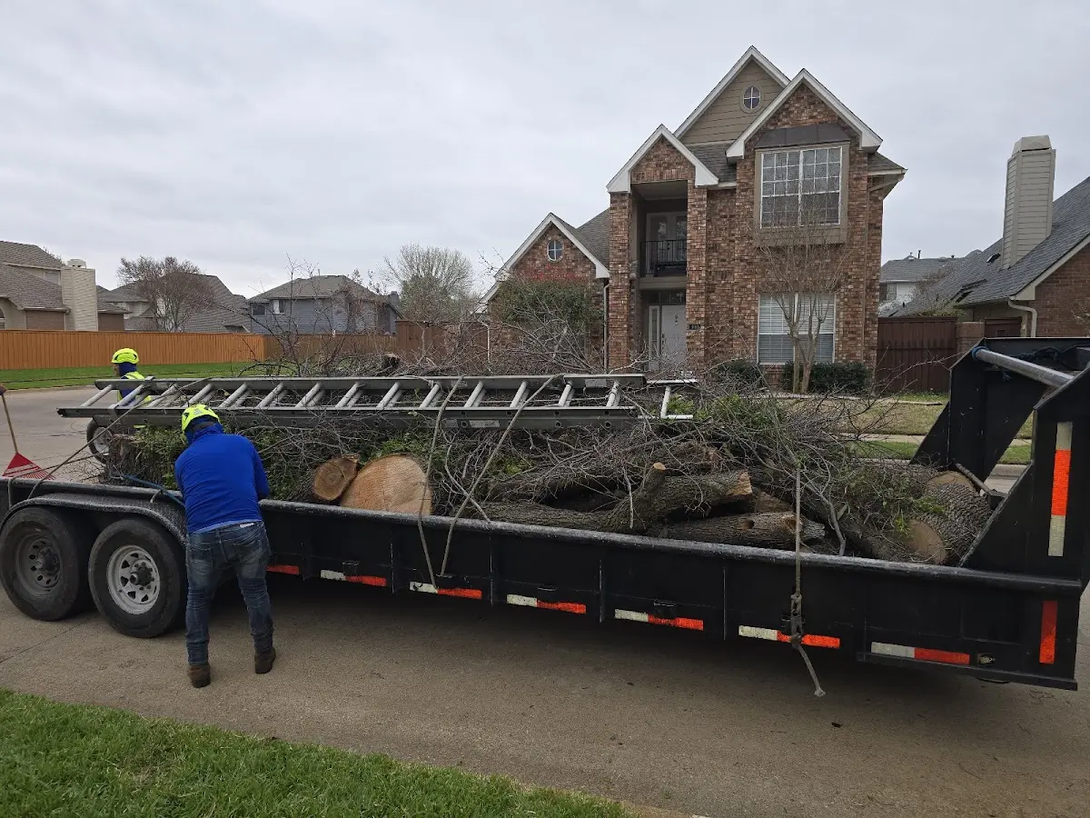 Expert Tree Removal with proper safety equipment in Golden Valley
